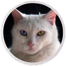 Turkish Angora Cat With Odd Eyes Art Print by Catherine Sherman