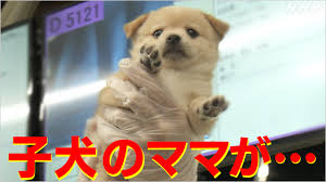 10万頭の犬が行き場を失う？手放される“繁殖引退犬” | NHK | WEB特集