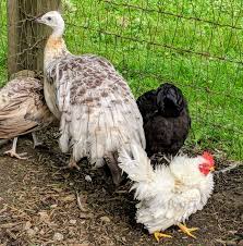 For example, blue is associated with trust and stability, yellow with happiness and energy, and green is a color associated with peace and calmness. Ayam Cemani Chickens Join My Flock The Martha Stewart Blog
