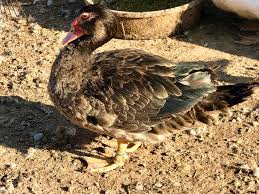 The saxony breed are very large ducks, second only to the pekin but are active foragers and also very gentle. Az Bronze Muscovy Project Home Facebook