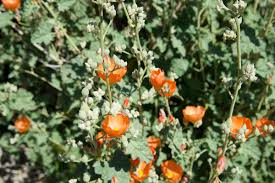 It can grow in any soil including serpentine but needs some drainage. Hitting The 2019 Superbloom Jackpot