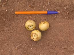 Image result for Bellucia