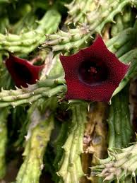 Image result for Huernia