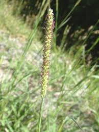 Image result for Setaria grandis