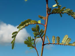 Image result for Phyllanthus engleri