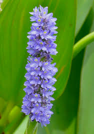 Maybe you would like to learn more about one of these? Pontederia Cordata Pickerelweed Pickerel Weed North Carolina Extension Gardener Plant Toolbox