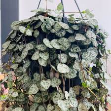 Image result for Ceropegia achtenii