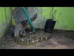 Menurut ajaran agama islam, mengaitkan suatu kejadian dengan kejadian di masa depan merupakan suatu bentuk syirik. Pertanda Apa Ada Biawak Masuk Rumah Youtube