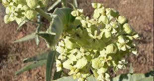 Asclepias Erosa Asclepias Plants Milkweed