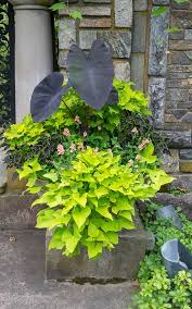 Growing sweet potatoes in your garden is easy. 12 Beautiful Container Gardening Ideas For Shade An Oregon Cottage