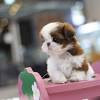 Maltese shih tzus are small dogs that are closer in size to the shih tzu parent. Https Encrypted Tbn0 Gstatic Com Images Q Tbn And9gcrckumni60vvsy Finrihp0kfoukfv82 Mekq15jv34xms4ge94 Usqp Cau
