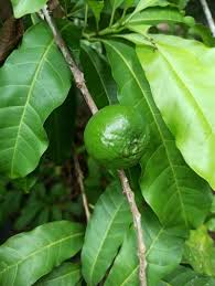 Image result for Pouteria