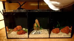 Aqua one betta trio tank. Aqua One Betta Trio Tank Set Up Betta Aqua Trio