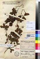 Image result for Psydrax fragrantissima