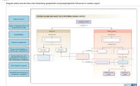 solved drag the labels onto the flow chart illustrating s