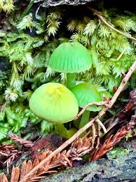 Image result for Ozoroa viridis