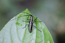 Black and yellow longhorn beetle. Black And Yellow Longhorn Beetle Costa Rica La Selva 0598