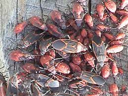 Ecoshield pest solutions, pest control and exterminating in salt lake city, utah. Pest Control The Annoying Box Elder Bug Western Garden Centers