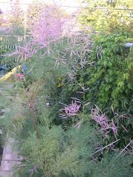 It lends an extremely fine and delicate texture to the landscape composition which can make it a great accent feature on this basis alone. Plantfiles Pictures Tamarix Five Stamen Tamarix Saltcedar Salt Cedar Tamarisk Summer Glow Tamarix Ramosissima By Bigcityal