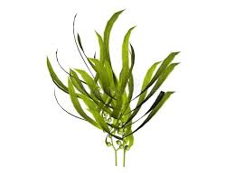 Plant Illustrations Illustration Of Kelp Isolated On White Aff Illustration Illustrations Plant White Sea Kelp Plant Illustration 3d Illustration