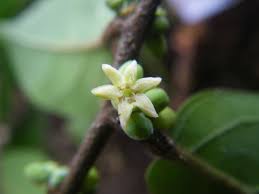 Image result for Olacaceae