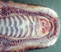 Mdwfp Hemorrhagic Disease The White Tailed Deer