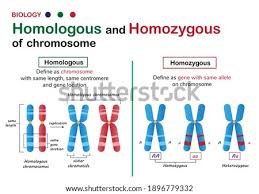 During meiosis, the homologous pairs of chromosomes and the matching alleles are lined up independently. Shutterstock Puzzlepix