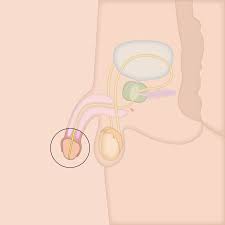 Blut kommt aus eichel