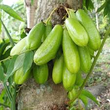 Bilinbi Fruits Ancien Reunion Island Frui Fruit