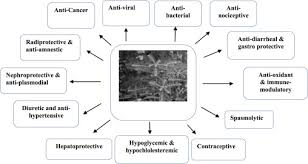 Sila dukung anak anda = please carry your child. A Comprehensive Review On Phyllanthus Derived Natural Products As Potential Chemotherapeutic And Immunomodulators For A Wide Range Of Human Diseases Sciencedirect