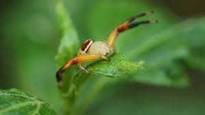 Host plants for moth and butterfly caterpillars. Soldier Beetle Eat Caterpillar Stock Footage Video 100 Royalty Free 4044778 Shutterstock