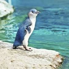 How many species of penguins live in antarctica? 900 Ark Animals Ideas In 2021 Animals Pet Birds Animals Beautiful