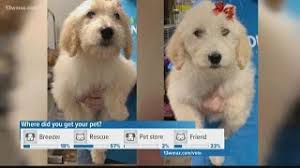 Dzīvnieku un mājdzīvnieku veikalipie noah's ark pets and grooming. Thieves Steal Two Goldendoodle Puppies From Georgia Pet Store 13wmaz Com