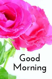 Wishing you a good morning and a good day ahead! wishing you a successful day ahead my dear. Best Good Morning Hd Images Wishes Pictures And Greetings Good Morning Rose Images Good Morning Images Flowers Good Morning Images