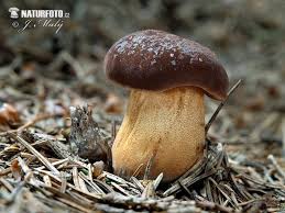 Image result for Boletus badius