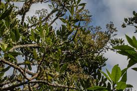 Image result for Neocussonia umbellifera