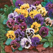 We did not find results for: Frizzle Sizzle Mix Pansy Flowers And Bulbs Veseys