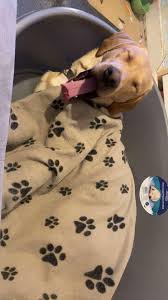 Any tips for a 14-month-old barking labrador?