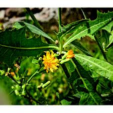 Image result for Launaea