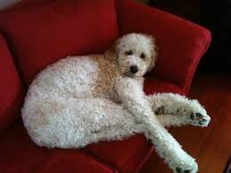 New and used items, cars, real estate, jobs, services, vacation rentals and more virtually anywhere in ontario. Thems There Are L O N G Legs Labradoodle Dogs Cute Labradoodle Doodle Dog Doggy