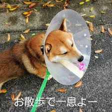 犬 避妊 手術 後 散歩