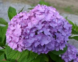We used to have a hedge of them when we lived in wisconsin many years ago. Nikko Blue Hydrangea Growing Propagating And Making Them Bloom Mike S Backyard Nursery