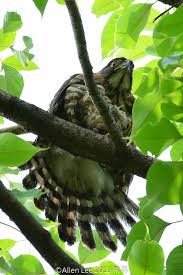crested goshawk鳳頭蒼鷹 female crest female birds of prey