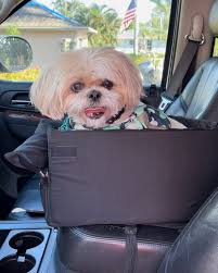 Should Dogs Count As Occupants For The Carpool Lane? Why Or Why Not? :  R/Askreddit