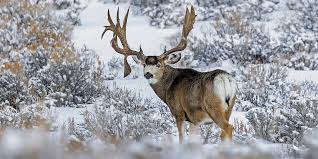 Mule Deer Hunting and Management in a Changing World - Western Hunter
