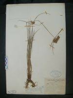 Image result for Pycreus macrostachyus