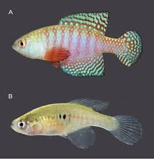 Image result for Hypoxis subspicata