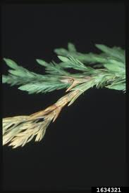 Image result for kabatina thujae