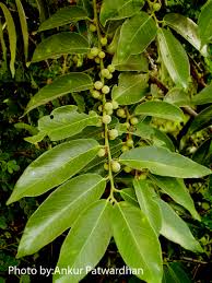 Image result for Bridelia