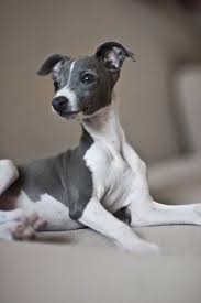 Italian Greyhound Puppies Gumtree Cute Puppies Photos Italian Greyhound Puppies Greyhound Puppy Italian Greyhound